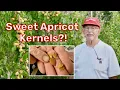 These Apricot Kernels Taste Like Almonds w Bob Purvis