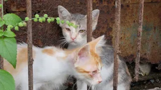 Street Kittens! Crying for Food π₯ You won't believe (The Story of 2 Beautiful Street Cats)