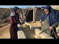 Lagu π©βπ§βπ¦ππEndless effort: Umm al-Banin, and the day-and-night effort for life! (Taking care of cows)