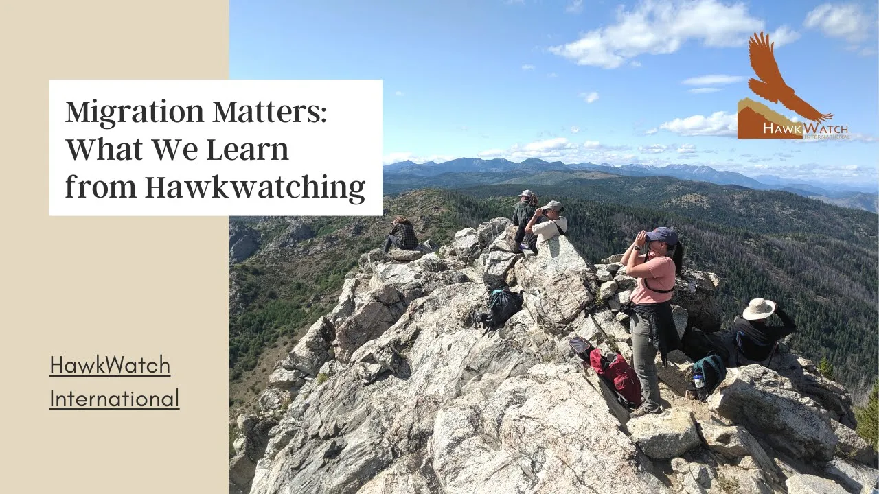 Migration Matters: What We Learn from Hawkwatching