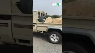تلقى الركبان ظاهرة أبطالها عمالة بلا رادع 