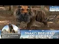 Shakti Berubah Jadi Harimau  -  7 Manusia Harimau New Generation Eps 59 Part 1
