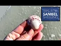 Best Tips for Shelling on Sanibel Island