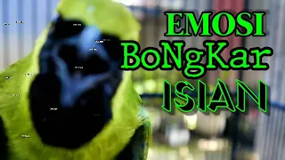 Download Pancingan Cucak Ijo biar Emosi Gacor Ngentrok Cepat Bunyi Bongkar Isian Nembak Kasar Jernih MP3