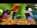 Download Lagu SUARA PIKAT BURUNG KOLIBRI NINJA RIBUT !!paling ampuh