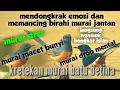 Download Lagu kretekan murai batu betina memanggil jantan || jantan langsung emosi dan birahi bongkar isian