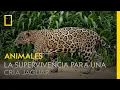 Download Lagu Esta madre jaguar enseña a su cría todo lo necesario para sobrevivir | NATIONAL GEOGRAPHIC ESPAÑA