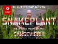 Lagu Snake plant - Sansevieria