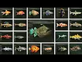 Catch All 21 New Fish IN MINUTES - Skyrim Special Edition Guide