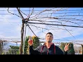 Lagu EN SUB: Pruning Overhead Trellis: Easy Guide for Beginners