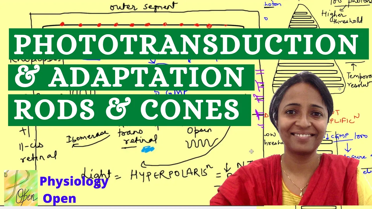 Phototransduction and photoreceptors  | Physiology of vision | Special senses mbbs 1st year lecture