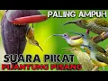 Download Lagu SUARA PIKAT PIJANTUNG PISANG PALING AMPUH || Pijantung Pisang Gacor || Masteran Pijantung