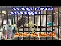 Download Lagu Derkuku berkaturanggan sangat langka