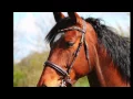 Bewerbungsvideo Pferd+Sport Abonnenten Team Nele Hennings ( This time it's my life - MICAR)
