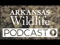 Arkansas Wildlife Podcast Ep 94 Deep Dive into Arkansas New Hunting Regulations Part 3