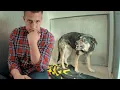 The Most Misunderstood DOG at the Shelter Until I Discover this