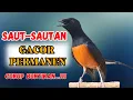Download Lagu 100% FULL NGAMUK | Pancingan murai batu gacor AMPUH menaikkan EMOSI murai batu agar cepat bunyi