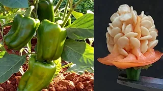 شاهد كيف يتم زراعة افلفل Cultivation Of Red Pepper 
