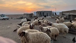 الغنم تاكل وقت الغروب   أجواء ريفية ولا أروع    دندنها