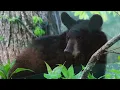 Dolly Parton - My Tennessee Mountain Home