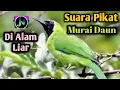 Lagu suara kicau murai daun