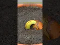 120 Days in 1 Min - Growing Durian Tree From Seed#  #plants #timelapse