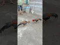 Download Lagu Pakhoy dan pamangon 🔥 #ayam #pamangon #fypシ゚viral #rooster #chicken #ayamaseel #ayamulu #thairooster