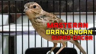 branjangan ntb parva gacor nembak full isian