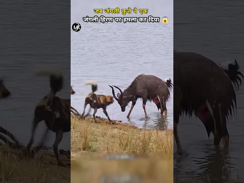 जब लकड़बग्घों ने किया जंगली हिरण पर हमला 😱#animals #shortsfeed #facts #trending
