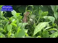 Download Lagu Wildlife #nature #lizard #wildlife #outdoors