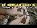 Download Lagu PERBEDA'AN  BURUNG JONGKANGAN JANTAN DAN BETINA INFO LANGSUNG DARI KIOS PASAR BURUNG PRAMUKA