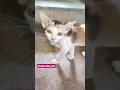 Bilei Nani 🐈😺 #viral #trending #shorts #cat