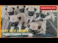 Pug Puppies Day 0 to 1 month Journey