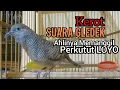 Download Lagu Perkutut lokal gacor KEROT suara Besar GLEDEK ahlinya untuk pancingan perkutut LOYO jadi BUNYI