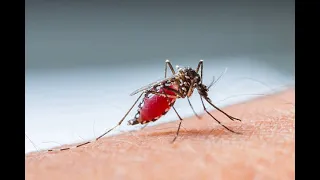 allan k ft baska mosquito