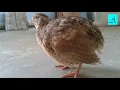 Download Lagu Burung Puyuh mana yang tidak nyaut dan gacor dengan pancingan ini
