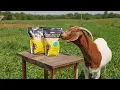 Goat Care 2X An Economical Way to Deworm an Entire Herd