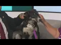 Idaho Gives 2024 Penny with Pet Adoption League