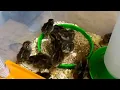How to raise bob white quail from eggs to chicks