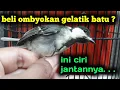 Download Lagu ciri ciri fisik gelatik batu jantan.