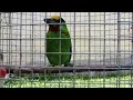 Download Lagu SUARA BURUNG TAKUR YANG KHAS/Megalaima armillaris