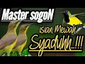 Download Lagu MASTERAN SOGON ISIAN MEWAH SUPER SYADUHH📍#sogon #sogokontong #masteransogon