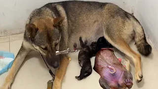 The adorable dog gave birth to 3 puppies, 2 males and 1 female, feeling in the countryside,