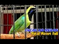 Download Lagu CUCAK IJO KEPALA KUNING MEDAN PUTAR MATERI FULL SANGAT MEWAH