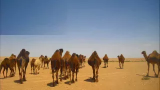 الفنان سيف النصر اليوم ضميهــــا 