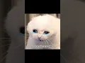 Download Lagu Please don't give up on me..😣 #shorts #cutecat #funny #fyp #viral #trending #fypシ゚viral