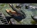 Download Lagu 'It’s not just bad luck': Woman blames overpopulation for fatal alligator attack in Lake Kissimmee
