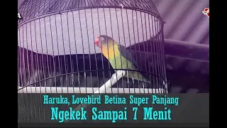 Download SUARA BURUNG - Hebohh..Haruka, Lovebird Betina Super Panjang, Ngekek 5 - 7 Menit MP3