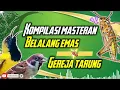Download Lagu KOMPILASI MASTERAN SOGON | GEREJA TARUNG VS BELALANG EMAS #sogon #sogongacor #sogokontong
