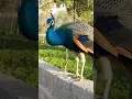 Download Lagu Beautiful Peacock Opening Feathers in Pakistan
